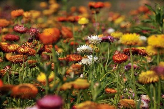 Ever lasting flower,paper daisy,immortalle,yellow paper,bracted everlasting,golden everlasting